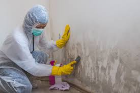 Trusted Greenfield, MN Mold Remediation Experts